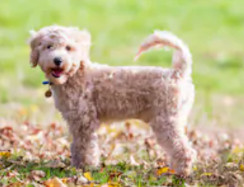 White Poochon