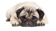 Pug dog breed image