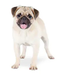 White Pug image