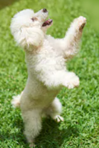 Pugapoo dog breed image