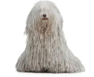 Puli vs Komondor image