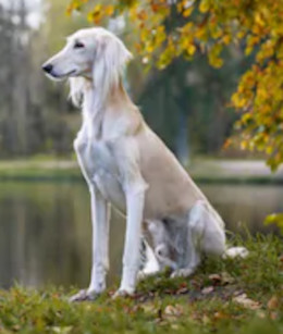 White Saluki image