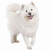 Samoyed vs American Eskimo dog