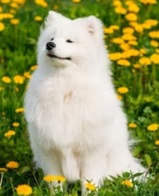 shaving samoyed