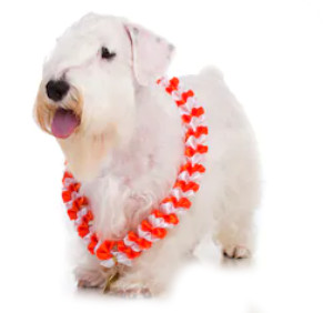 Sealyham Terrier image