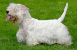 White Sealyham Terrier dog image