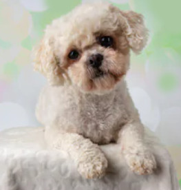 White Shichon