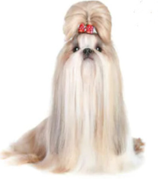 Shih Tzu image