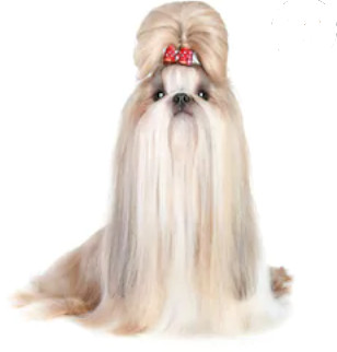 Shih Tzu image