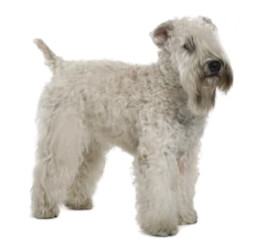 White Soft Coated Wheaten Terrier image