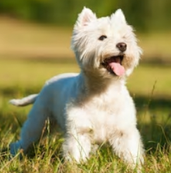 West Highland White Terrier image