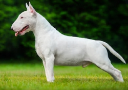 White Bull Terrier image