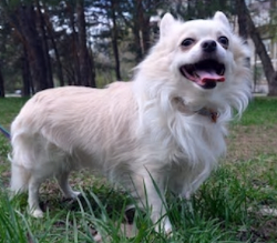 White Chihuahua dog image