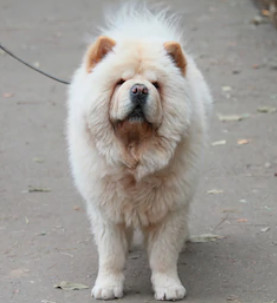 Chow Chow image