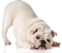 White English Bulldog image