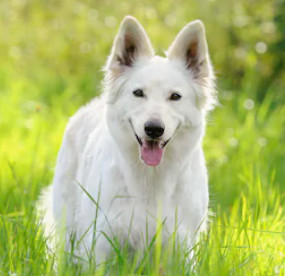 White German Shepherd image