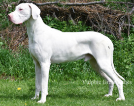 White Great Dane image