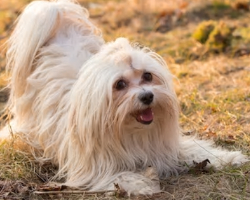 White Havanese image