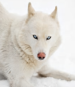 White Husky image