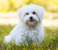 White Maltese