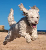 white miniature poodle