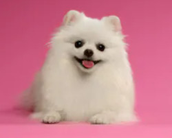 White Pomeranian Dog image