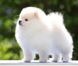 Pomeranian vs German Spitz