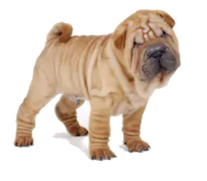 Shar Pei image