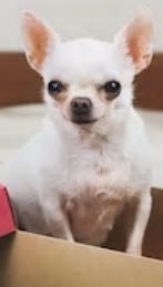 White short haired Chihuahua dog image