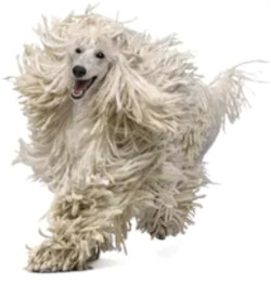 White standard Poodle image