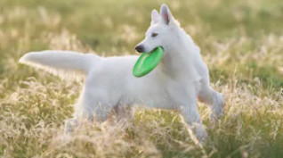 White Swiss Shepherd image