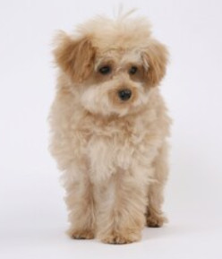 White Toy Poodle image