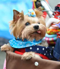 White Yorkshire terrier dog image